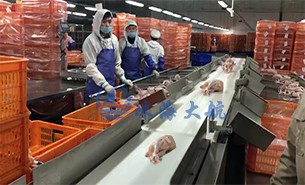 白條雞分揀機、整鴨分選機高效取代人工分揀，比人工快5倍