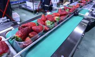 了解果蔬重量分選機按重量精準(zhǔn)分選及一體化自動化詳情