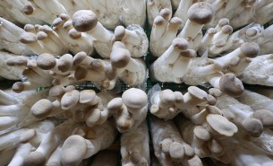 了解杏鮑菇配重機如何精準配重，推動杏鮑菇產業(yè)高效發(fā)展