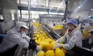 了解柚子重量分選機如何實現(xiàn)柚子精準重量分選及產業(yè)應用優(yōu)勢