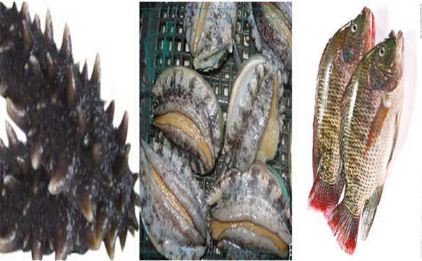 1535361845124301.jpg 海參魚鮑魚.jpg