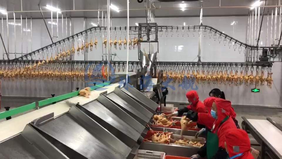 1587538867956553.jpg 禽肉分選機(jī)客戶現(xiàn)場(chǎng).jpg