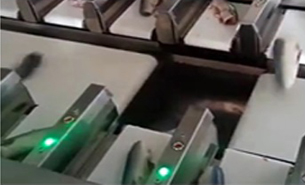 魚稱重分裝機(jī) 魚稱重分裝機(jī)